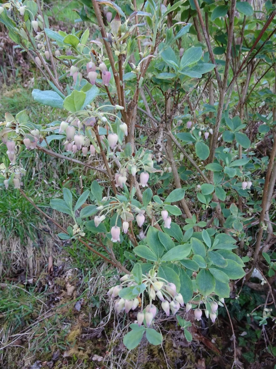 'Honshu Blue' (formerly Menziesia)
